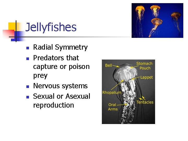 Jellyfishes n n Radial Symmetry Predators that capture or poison prey Nervous systems Sexual