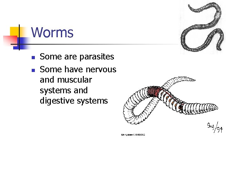 Worms n n Some are parasites Some have nervous and muscular systems and digestive