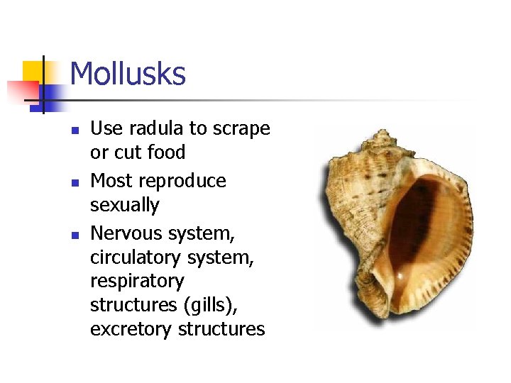 Mollusks n n n Use radula to scrape or cut food Most reproduce sexually