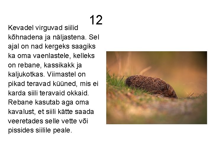 12 Kevadel virguvad siilid kõhnadena ja näljastena. Sel ajal on nad kergeks saagiks ka