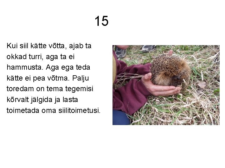 15 Kui siil kätte võtta, ajab ta okkad turri, aga ta ei hammusta. Aga