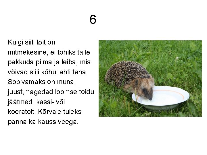 6 Kuigi siili toit on mitmekesine, ei tohiks talle pakkuda piima ja leiba, mis