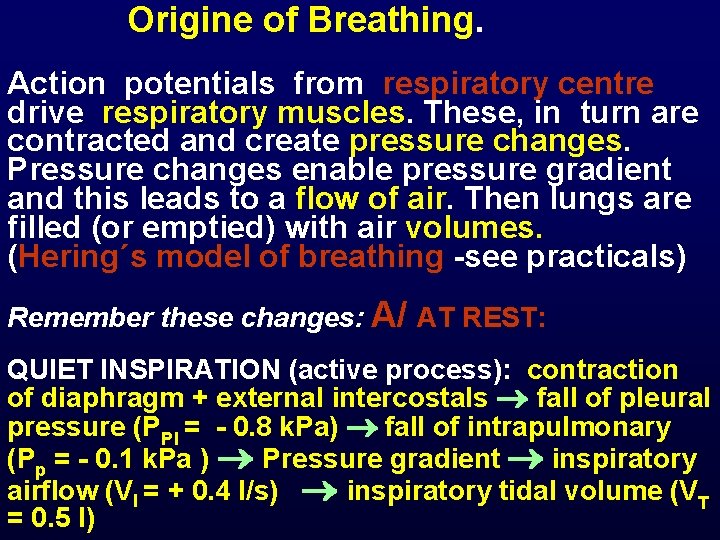  Origine of Breathing. Action potentials from respiratory centre drive respiratory muscles. These, in