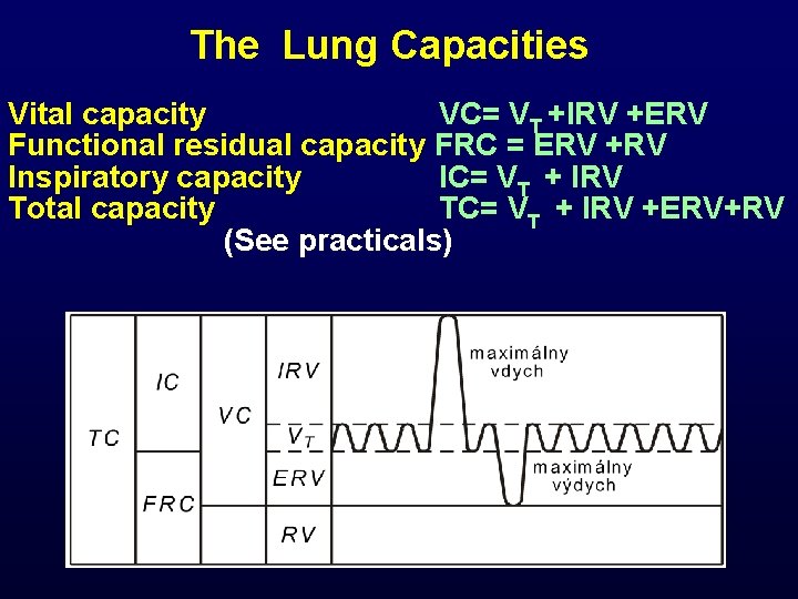  The Lung Capacities Vital capacity VC= VT +IRV +ERV Functional residual capacity FRC