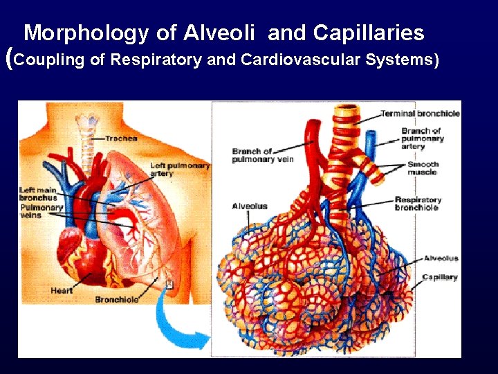  Morphology of Alveoli and Capillaries (Coupling of Respiratory and Cardiovascular Systems) 