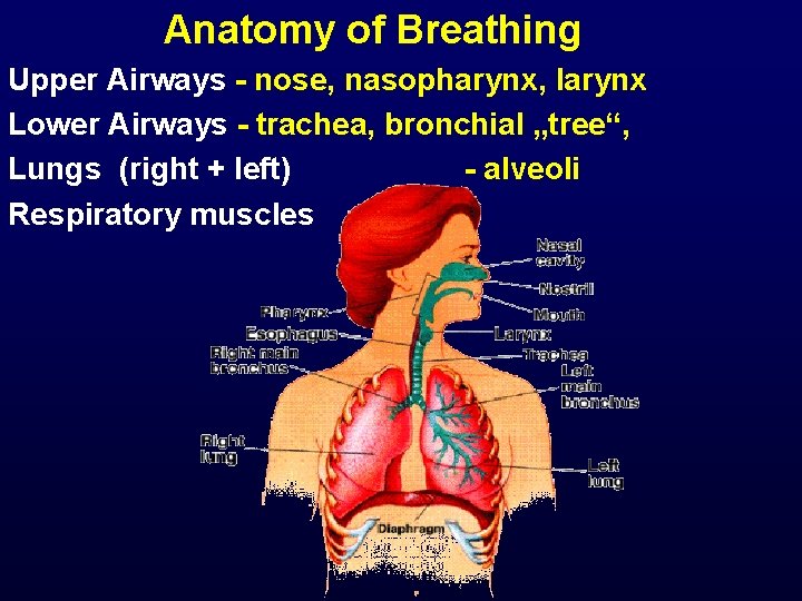  Anatomy of Breathing Upper Airways - nose, nasopharynx, larynx Lower Airways - trachea,