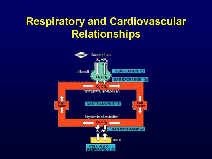 Respiratory and Cardiovascular Relationships 