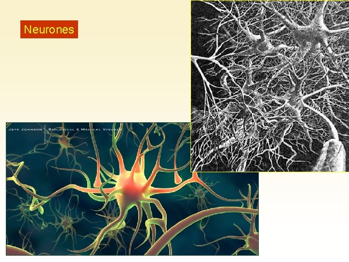 Neurones 