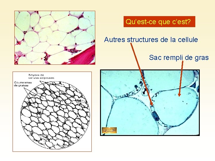 Qu’est-ce que c’est? Autres structures de la cellule Sac rempli de gras 