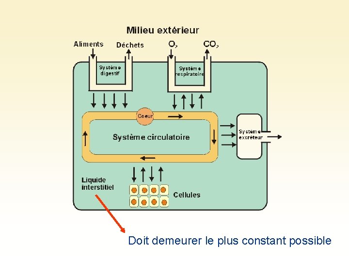 Doit demeurer le plus constant possible 