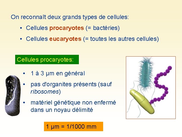On reconnaît deux grands types de cellules: • Cellules procaryotes (= bactéries) • Cellules