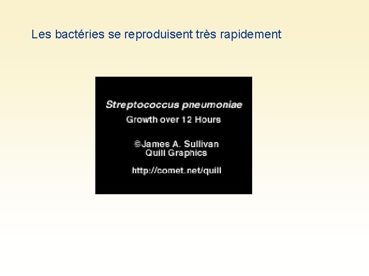 Les bactéries se reproduisent très rapidement 