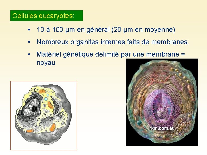 Cellules eucaryotes: • 10 à 100 µm en général (20 µm en moyenne) •