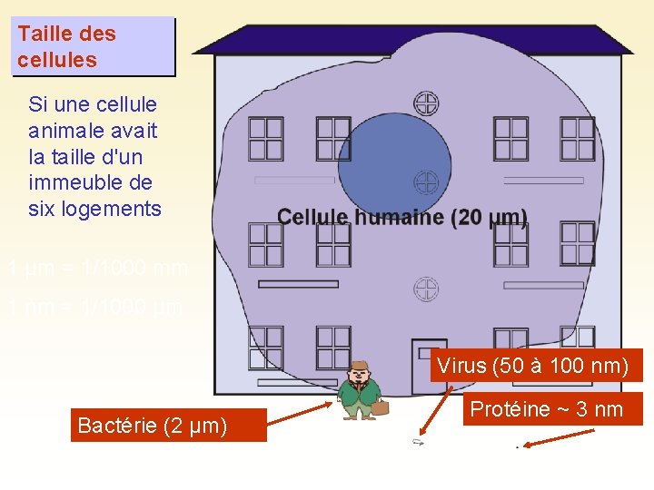 Taille des cellules Si une cellule animale avait la taille d'un immeuble de six