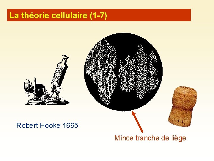 La théorie cellulaire (1 -7) Robert Hooke 1665 Mince tranche de liège 