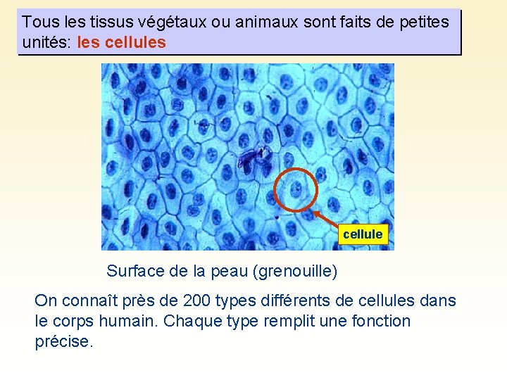 Tous les tissus végétaux ou animaux sont faits de petites unités: les cellule Surface