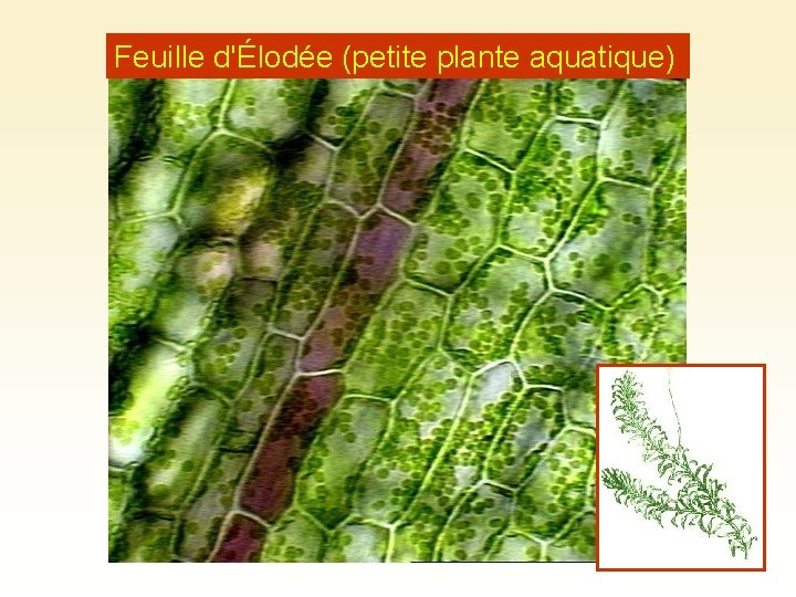 Feuille d'Élodée (petite plante aquatique) 