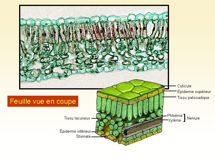 Feuille vue en coupe 