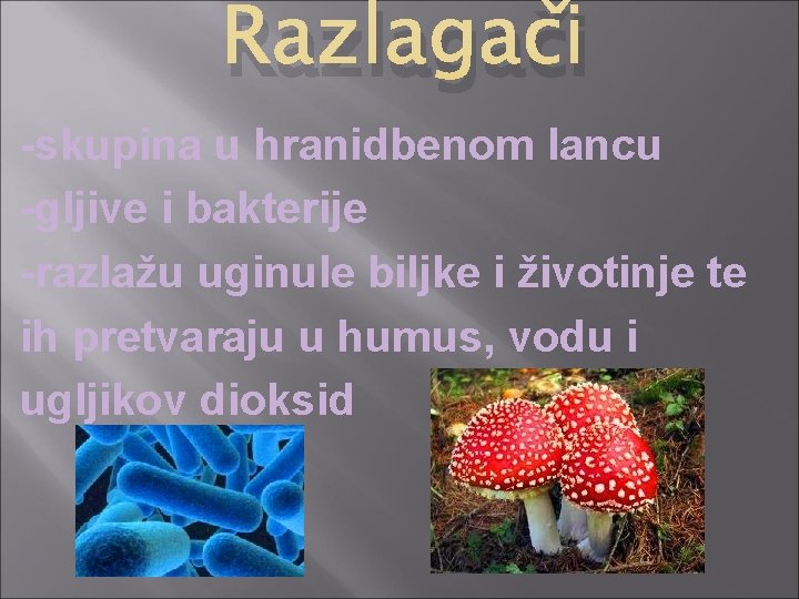 Razlagači -skupina u hranidbenom lancu -gljive i bakterije -razlažu uginule biljke i životinje te