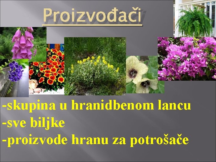 Proizvođači -skupina u hranidbenom lancu -sve biljke -proizvode hranu za potrošače 