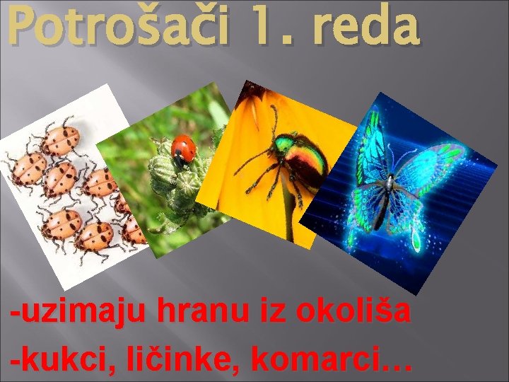 Potrošači 1. reda -uzimaju hranu iz okoliša -kukci, ličinke, komarci… 