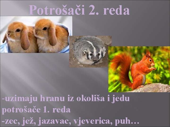 Potrošači 2. reda -uzimaju hranu iz okoliša i jedu potrošače 1. reda -zec, jež,