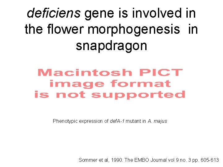 deficiens gene is involved in the flower morphogenesis in snapdragon Phenotypic expression of def.