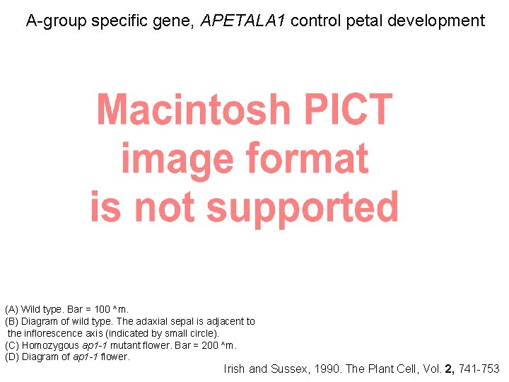 A-group specific gene, APETALA 1 control petal development (A) Wild type. Bar = 100