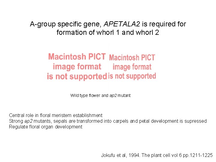 A-group specific gene, APETALA 2 is required formation of whorl 1 and whorl 2