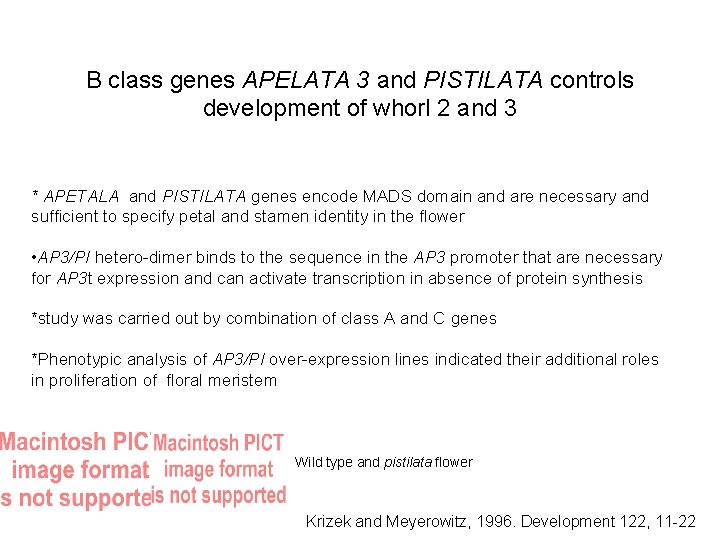 B class genes APELATA 3 and PISTILATA controls development of whorl 2 and 3