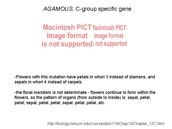 AGAMOUS, C-group specific gene -Flowers with this mutation have petals in whorl 3 instead