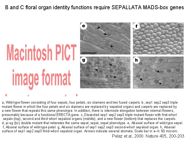 B and C floral organ identity functions require SEPALLATA MADS-box genes a, Wild-type flower