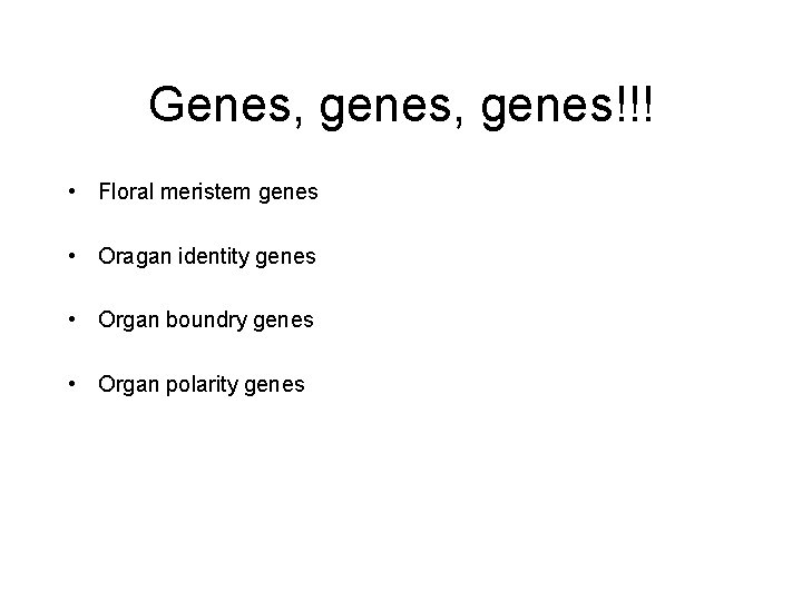 Genes, genes!!! • Floral meristem genes • Oragan identity genes • Organ boundry genes
