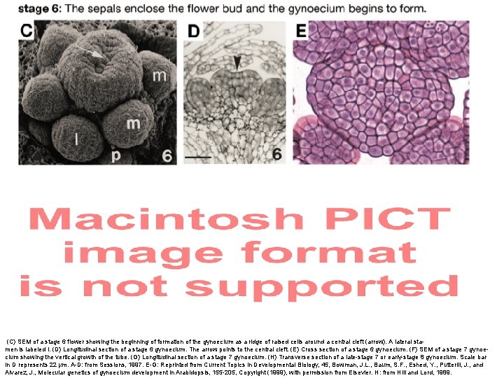 (C) SEM of a stage 6 flower showing the beginning of formation of the