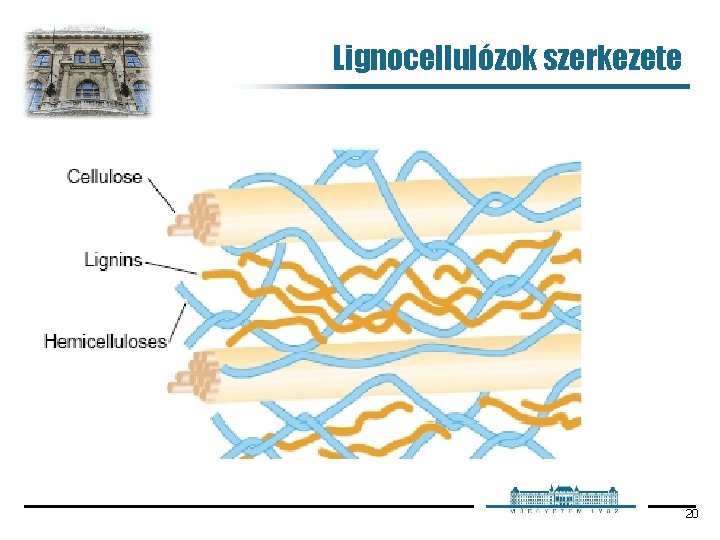 Lignocellulózok szerkezete 20 