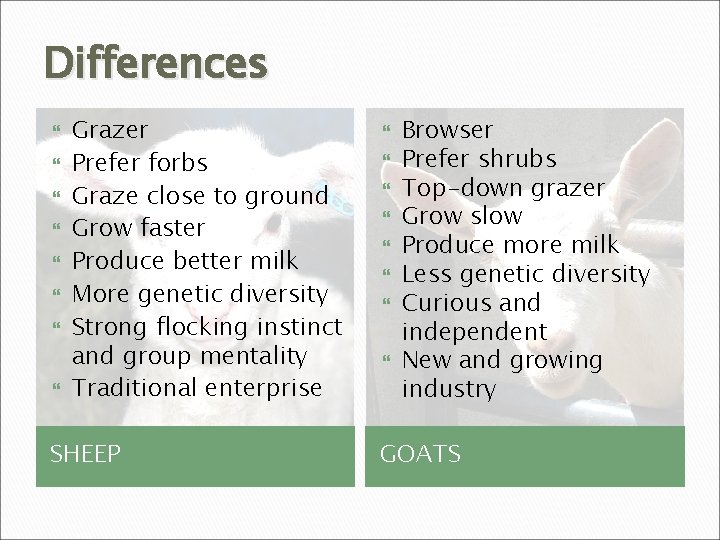 Differences Grazer Prefer forbs Graze close to ground Grow faster Produce better milk More