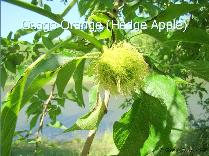 Osage Orange (Hedge Apple) 