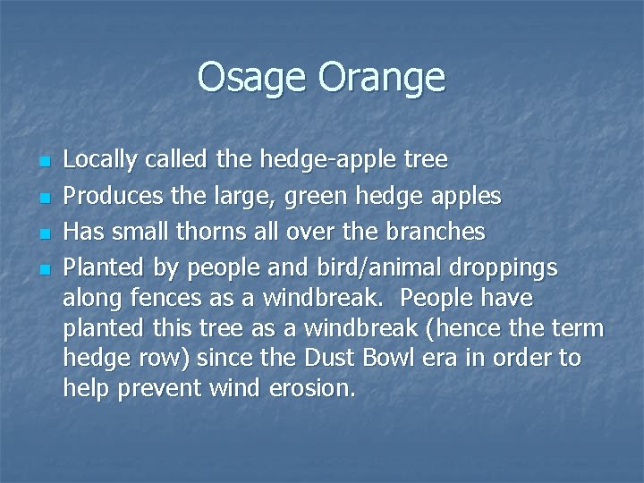 Osage Orange n n Locally called the hedge-apple tree Produces the large, green hedge
