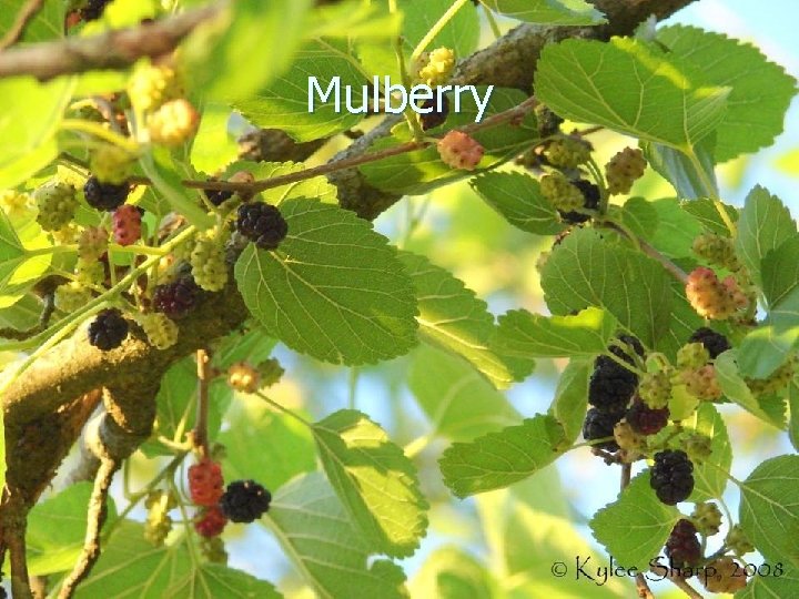 Mulberry 