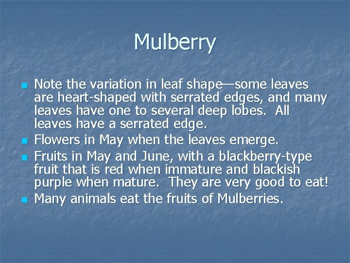 Mulberry n n Note the variation in leaf shape—some leaves are heart-shaped with serrated