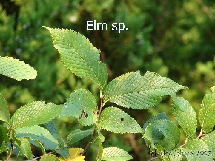 Elm sp. 