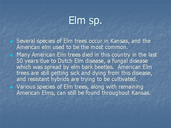 Elm sp. n n n Several species of Elm trees occur in Kansas, and