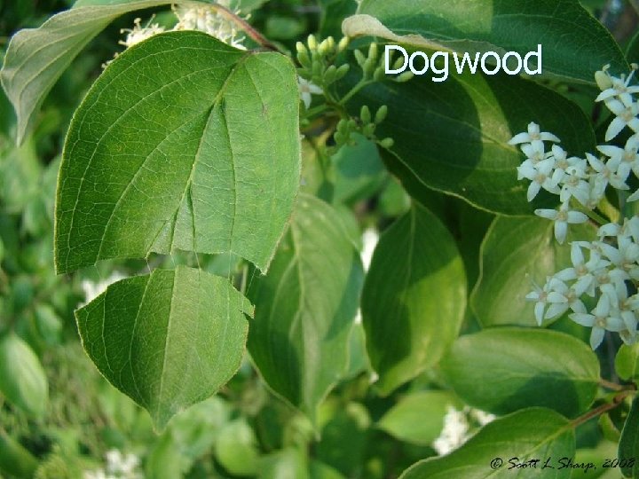 Dogwood 