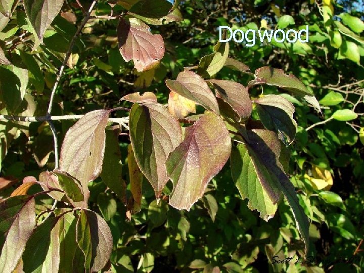 Dogwood 
