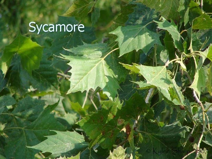 Sycamore 