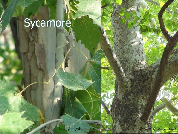 Sycamore 