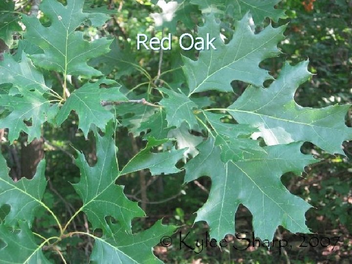 Red Oak 