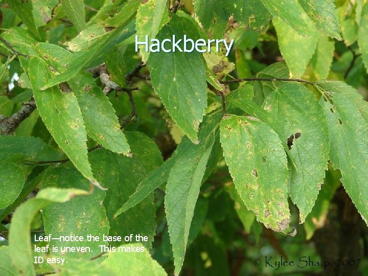 Hackberry Leaf—notice the base of the leaf is uneven. This makes ID easy. 