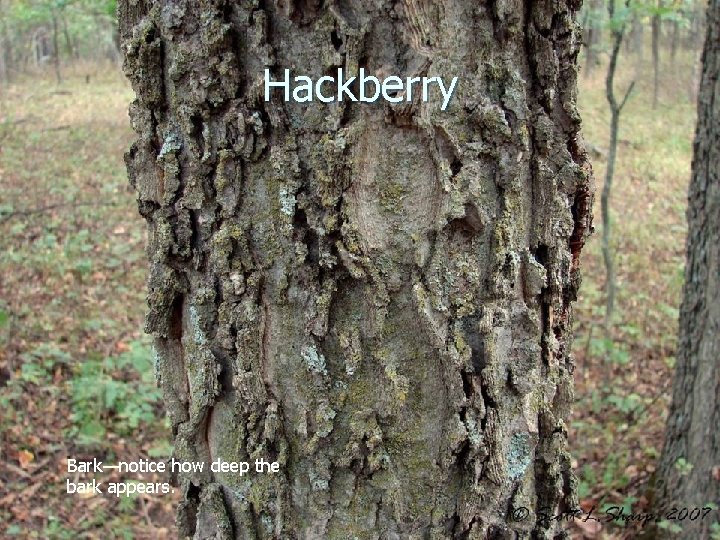 Hackberry Bark—notice how deep the bark appears. 