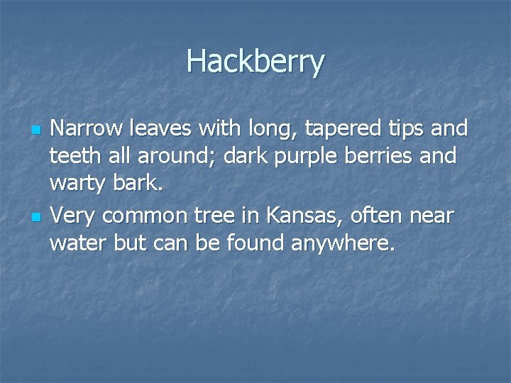 Hackberry n n Narrow leaves with long, tapered tips and teeth all around; dark